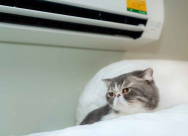Aria condizionata e animali domestici