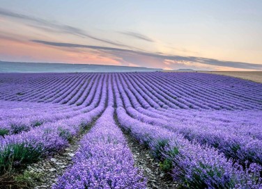 Campi di lavanda in Provenza