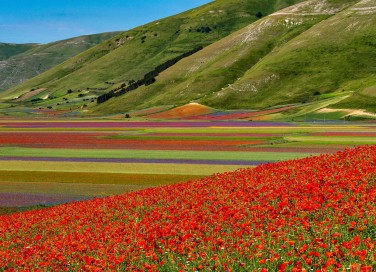 Fioritura di Castelluccio di Norcia