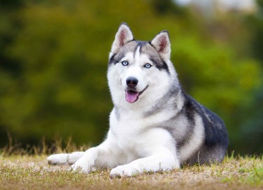 Siberian Husky