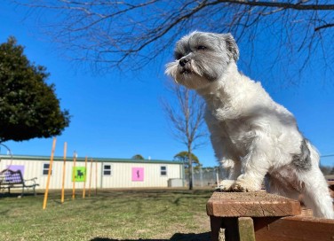 Addestramento dei cani
