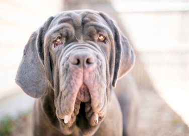 Mastino napoletano