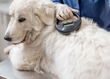 Microchip nei cani