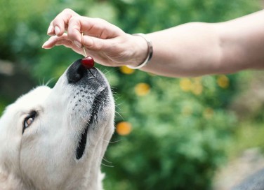 Cani e ciliegie