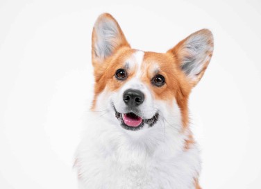 Nomi dei cani della Regina Elisabetta II