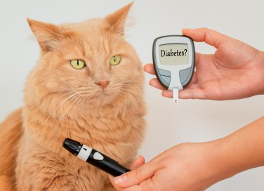 Diabete nei gatti