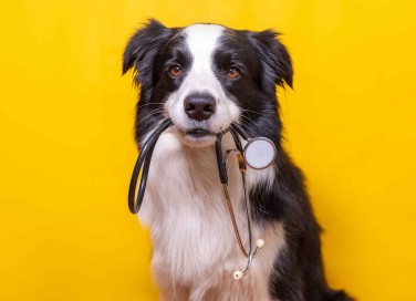 Quante volte andare dal veterinario