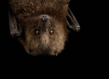 Sognare pipistrelli