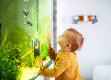 Quale acquario per i pesci scegliere