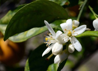Fiori d'arancio