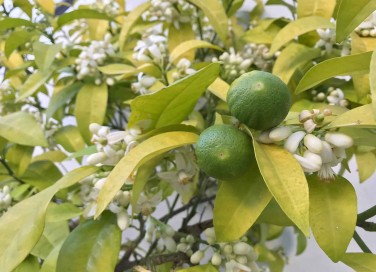 Fiori del limone