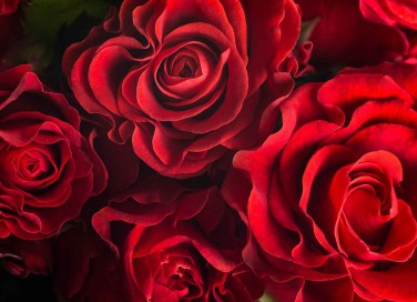 Fiori più eleganti