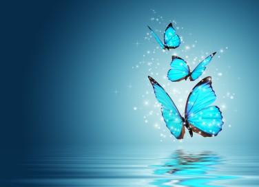sfondi desktop farfalle gratis, sfondi desktop farfalle, sfondi desktop gratis