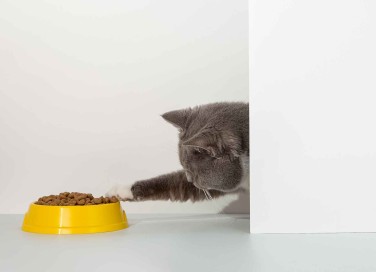 Gatto mangia sempre