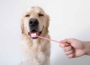 Dentifricio per cani