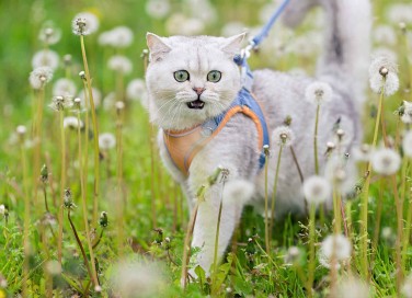 guinzaglio per gatti