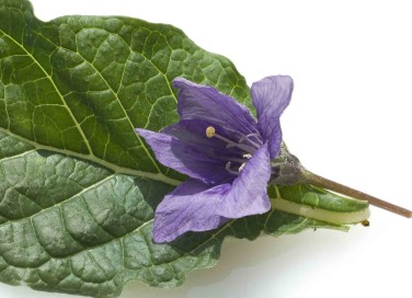 Pianta di mandragora
