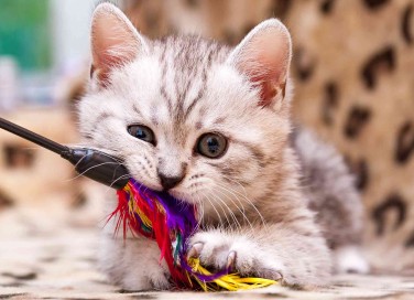 Giochi per gatti