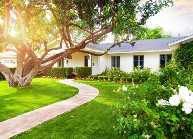 cosa sapere prima di piantare albero, piantare albero