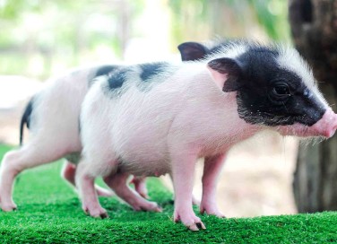 Maialino nano