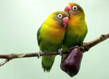 Inseparabili