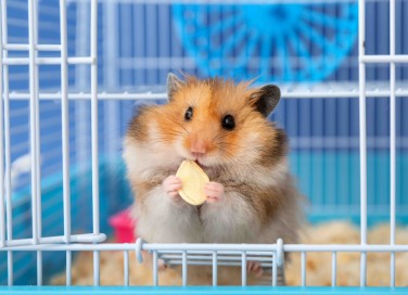 Criceto alimentazione
