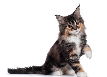 Gatti più belli del mondo