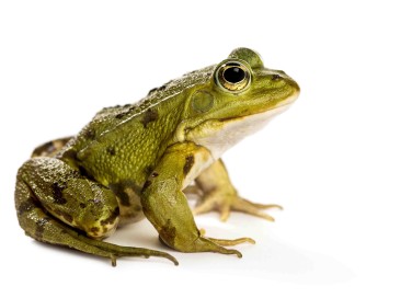 Cosa significa sognare una rana