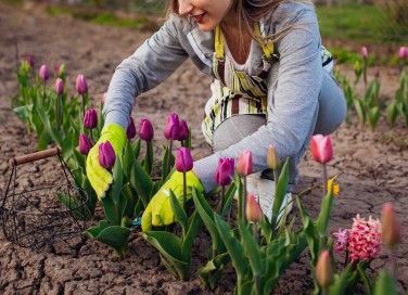 fiori da piantare a gennaio