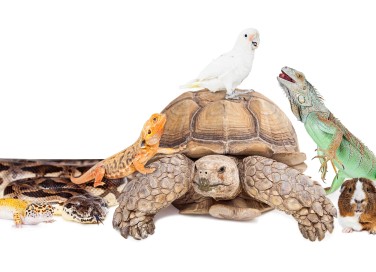 Animali esotici