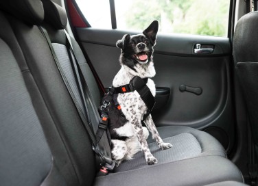 Cani in auto