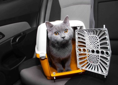 Gatti in auto