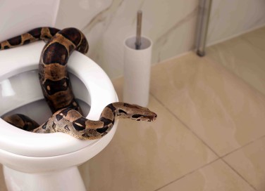 Sognare i serpenti in casa