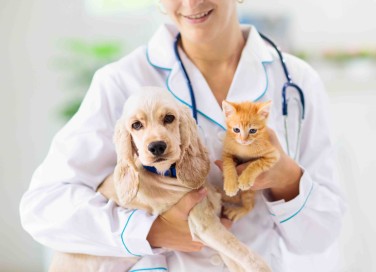 certificato veterinario di buono stato di salute