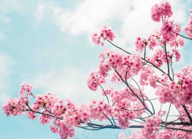 Fiori di ciliegio