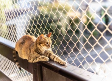 Gatto sul balcone