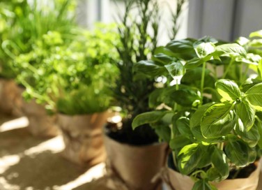 Quali sono le piante aromatiche