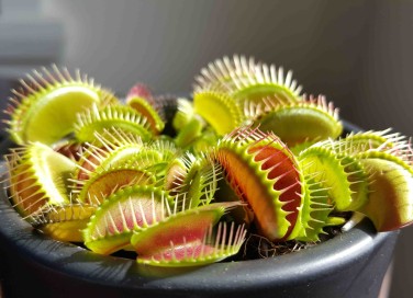 Quali sono le piante carnivore?