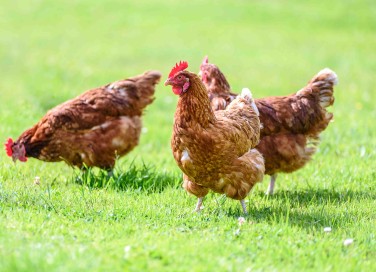 Cosa significa sognare galline