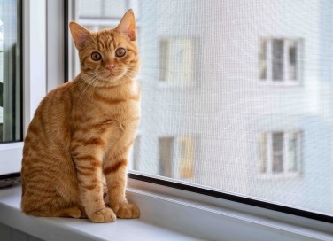 Esistono zanzariere a prova di gatto?