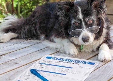 Assicurazione animali domestici, come funziona