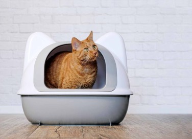 lettiera del gatto