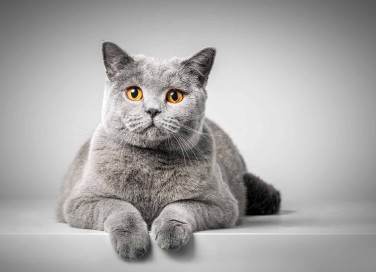 Sognare un gatto grigio