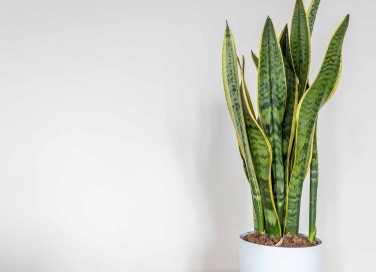 Sanseveria