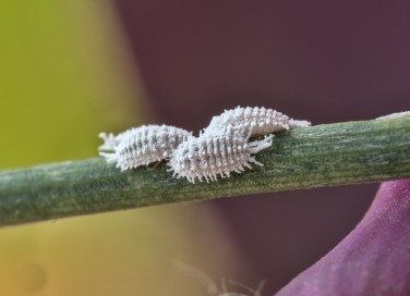 Cocciniglia