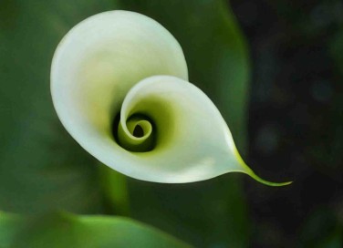 Fiori per un funerale