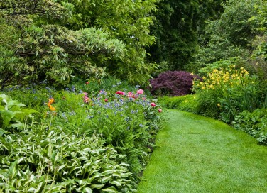 Piante ornamentali da giardino