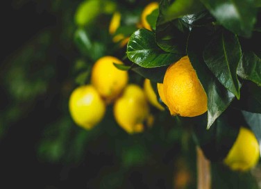 Come prendersi cura della pianta del limone