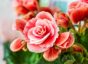 Begonia