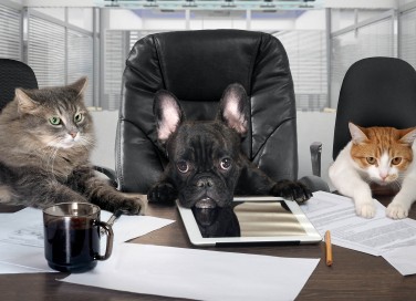 Al lavoro con cani e gatti